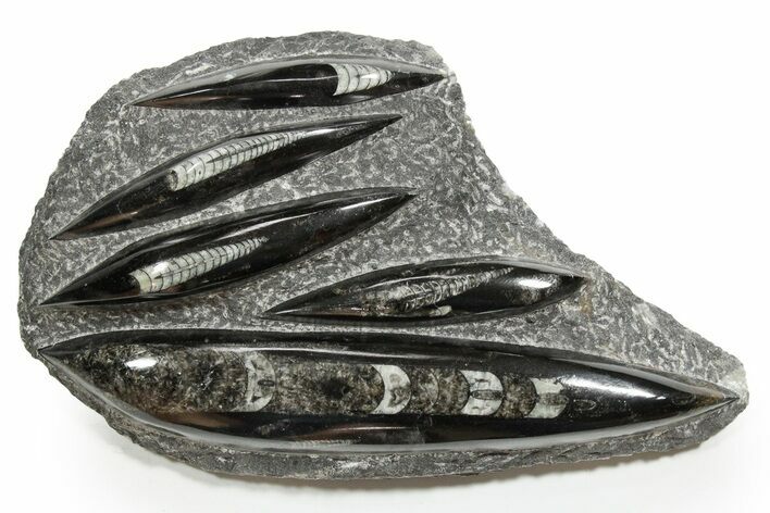 Polished Fossil Orthoceras (Cephalopod) Plate - Morocco #352348